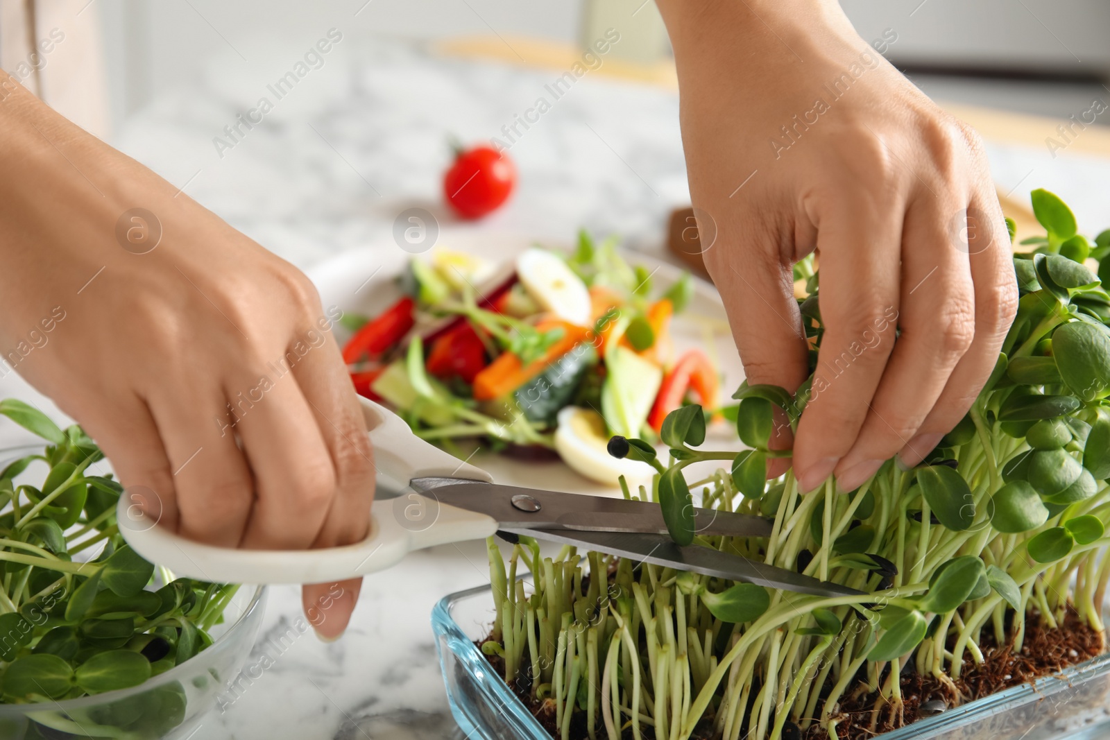 Photo of Woman cutting fresh organic microgreen at white marble table, closeup