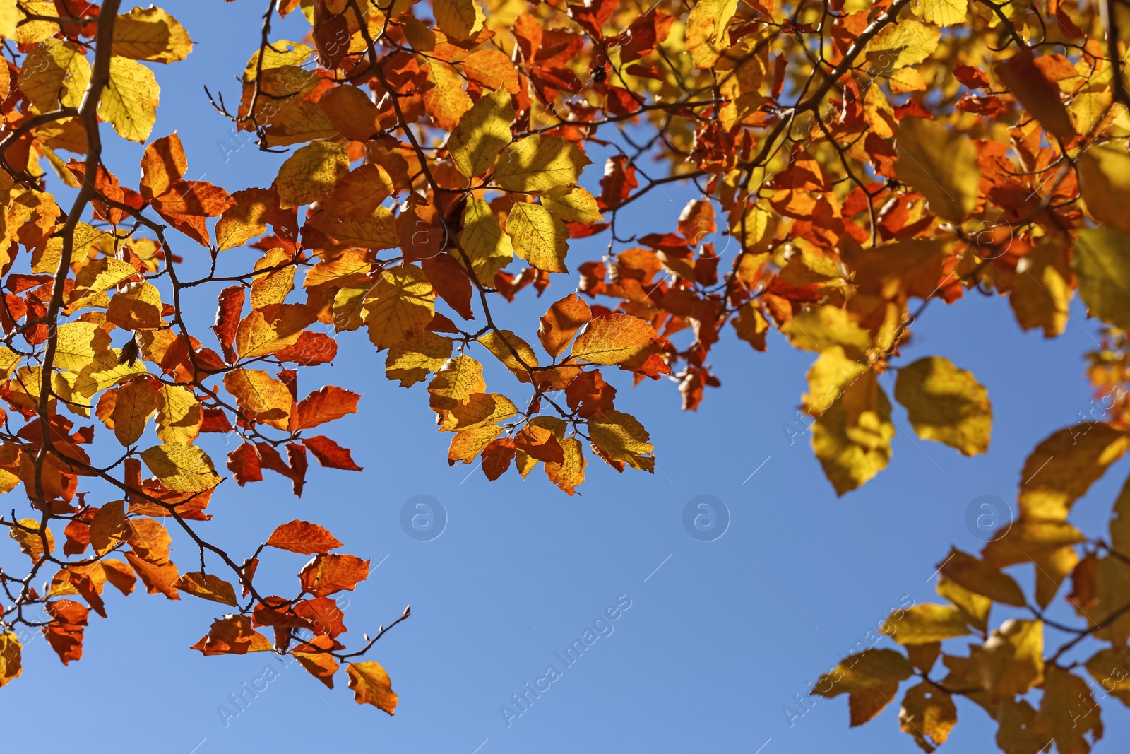 Photo of Beautiful tree with bright autumn leaves outdoors on sunny day