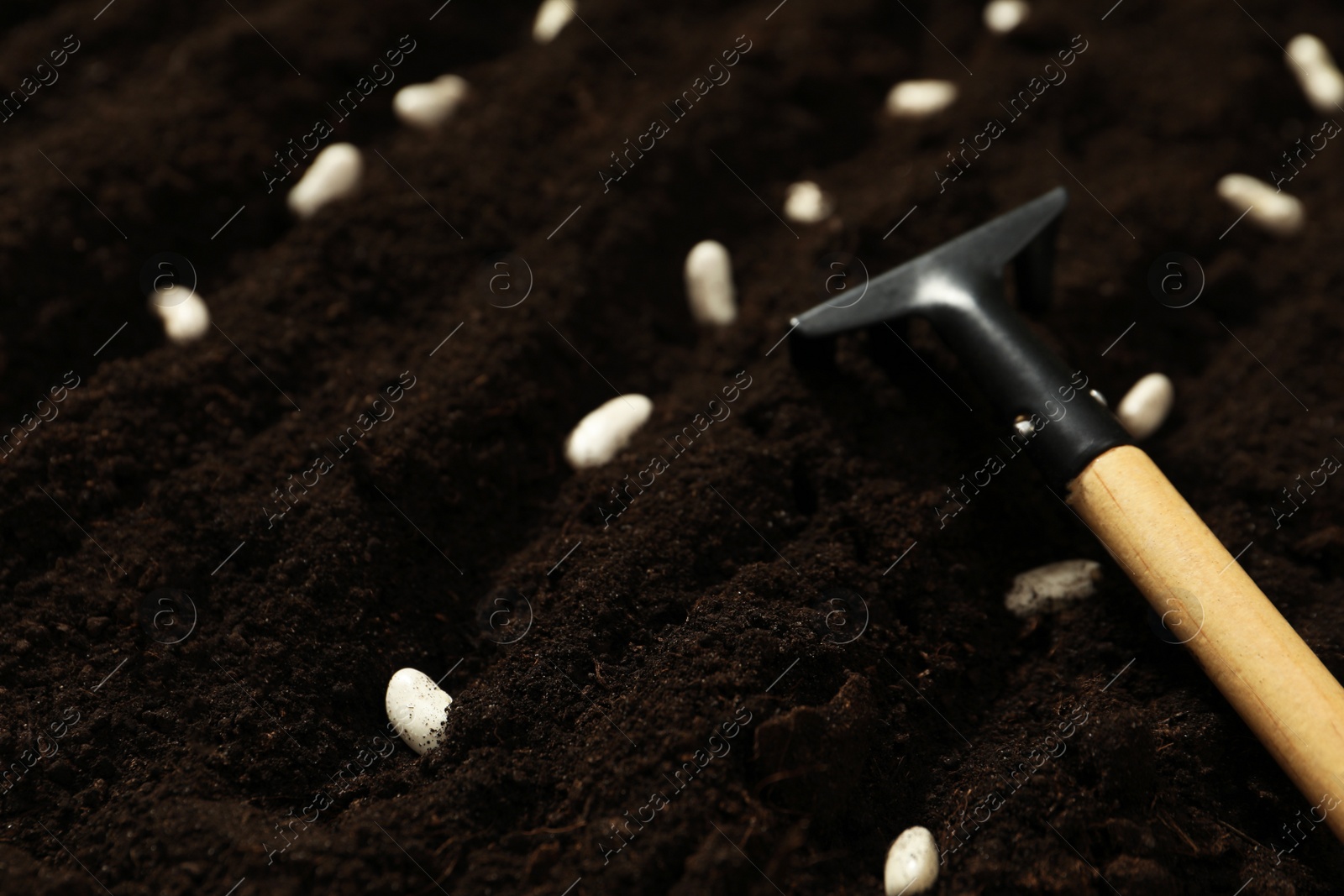 Photo of White beans and rake on fertile soil, closeup. Vegetable seeds