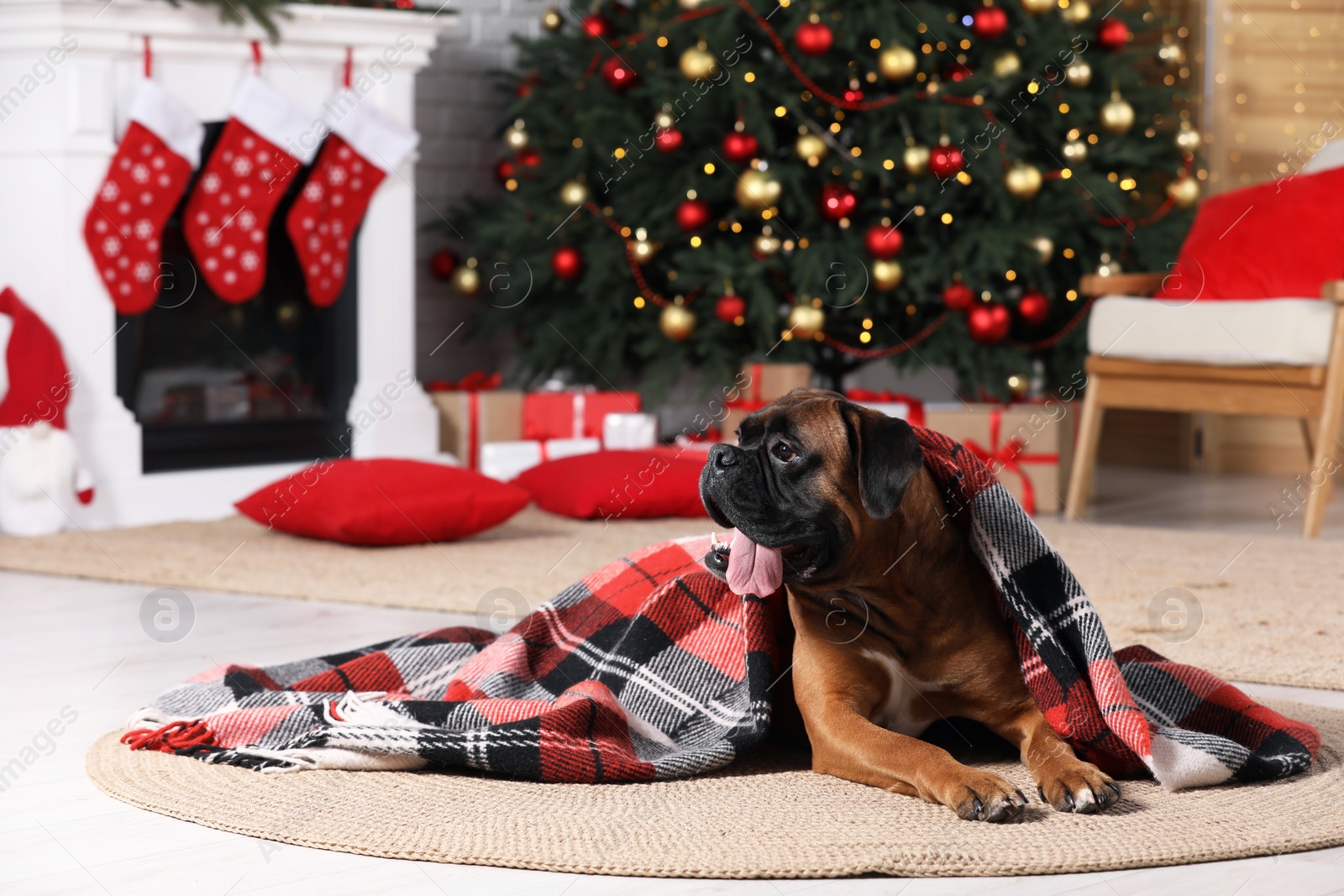 Photo of Cute dog covered with plaid in room decorated for Christmas