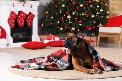 Photo of Cute dog covered with plaid in room decorated for Christmas