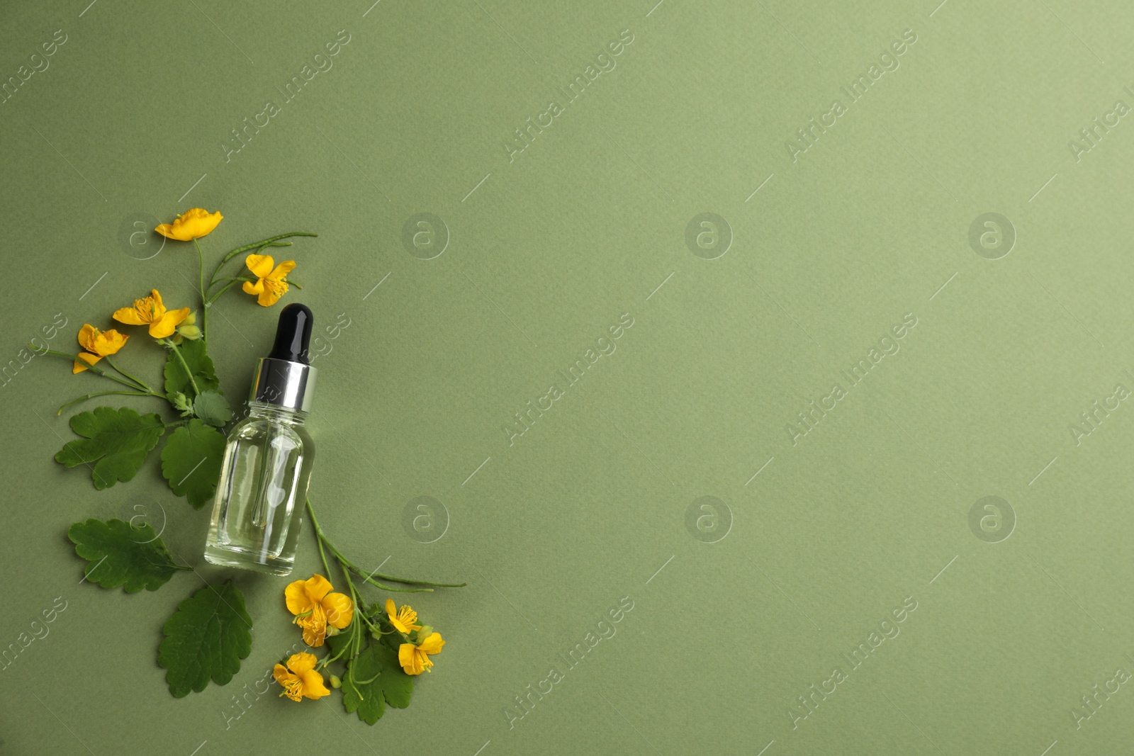 Photo of Bottle of natural celandine oil and flowers on green background, flat lay. Space for text