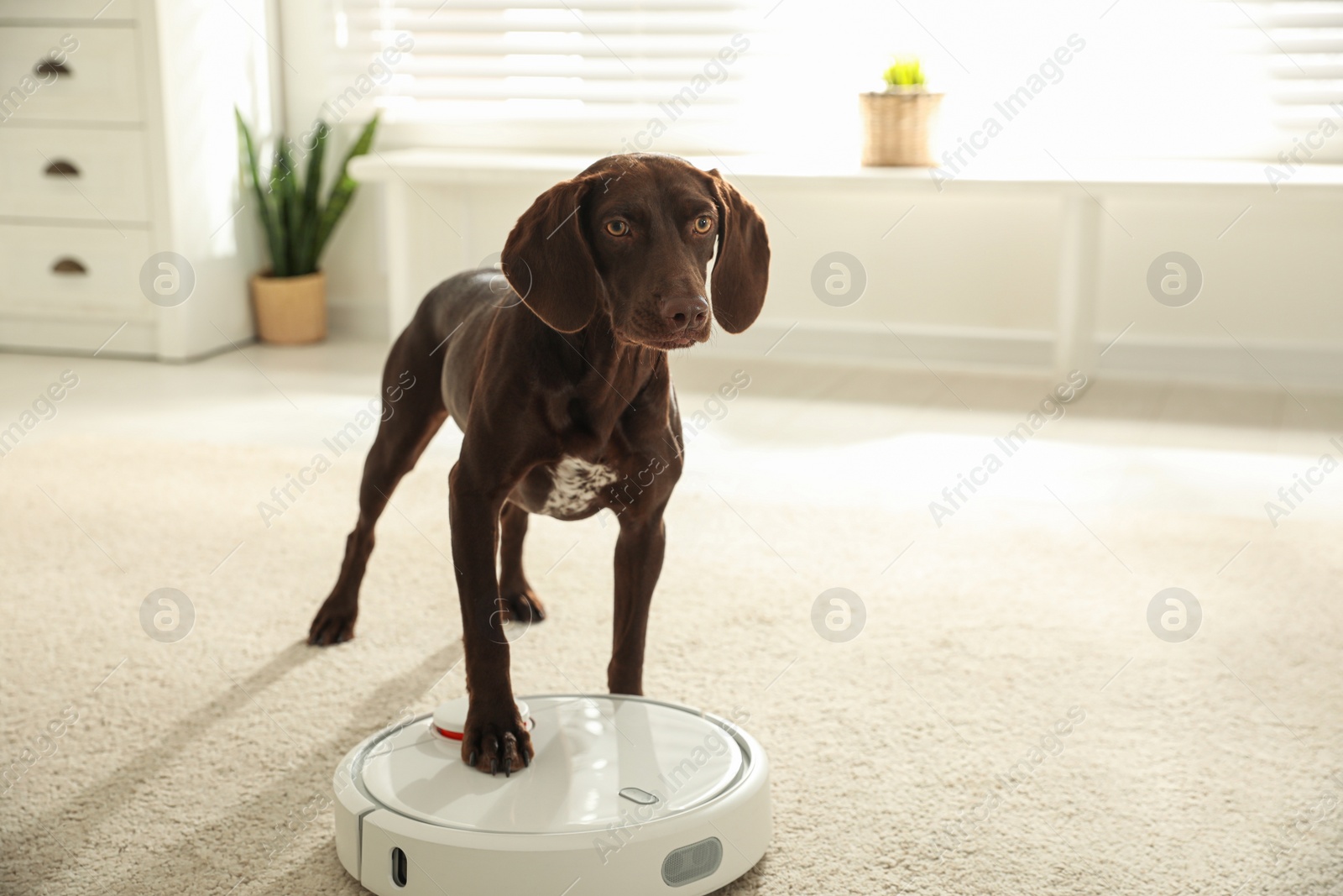 Photo of Modern robotic vacuum cleaner and German Shorthaired Pointer dog on floor indoors