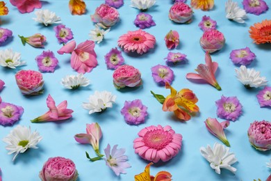 Photo of Different beautiful flowers on light blue background