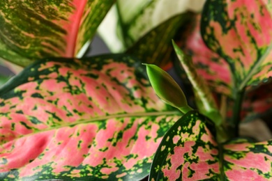 Aglaonema with beautiful leaves as background, closeup. Tropical plant