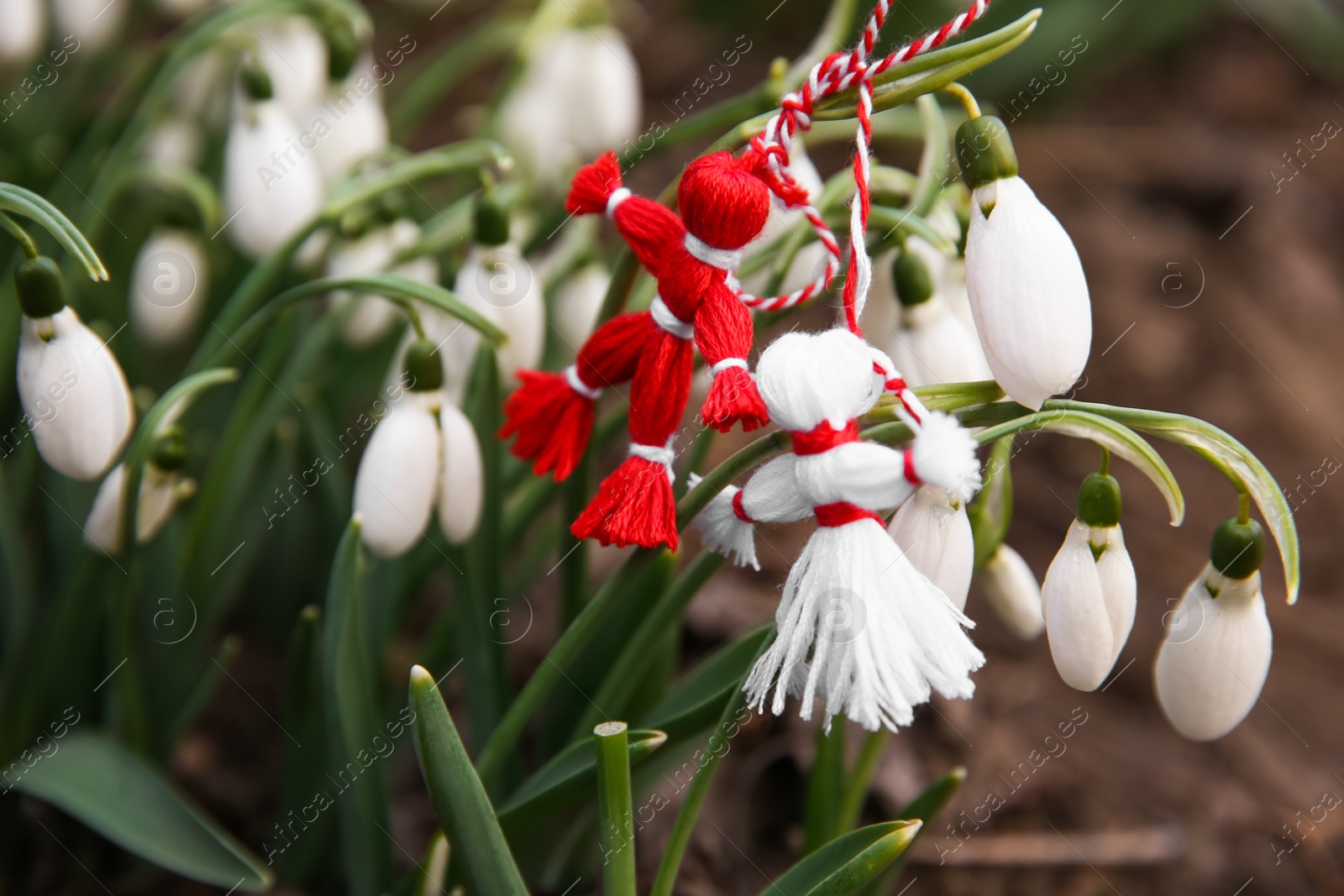 Photo of Fresh blooming snowdrops and traditional martisor outdoors. Spring flowers