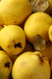 Tasty ripe quince fruits with water drops and leaves as background, top view