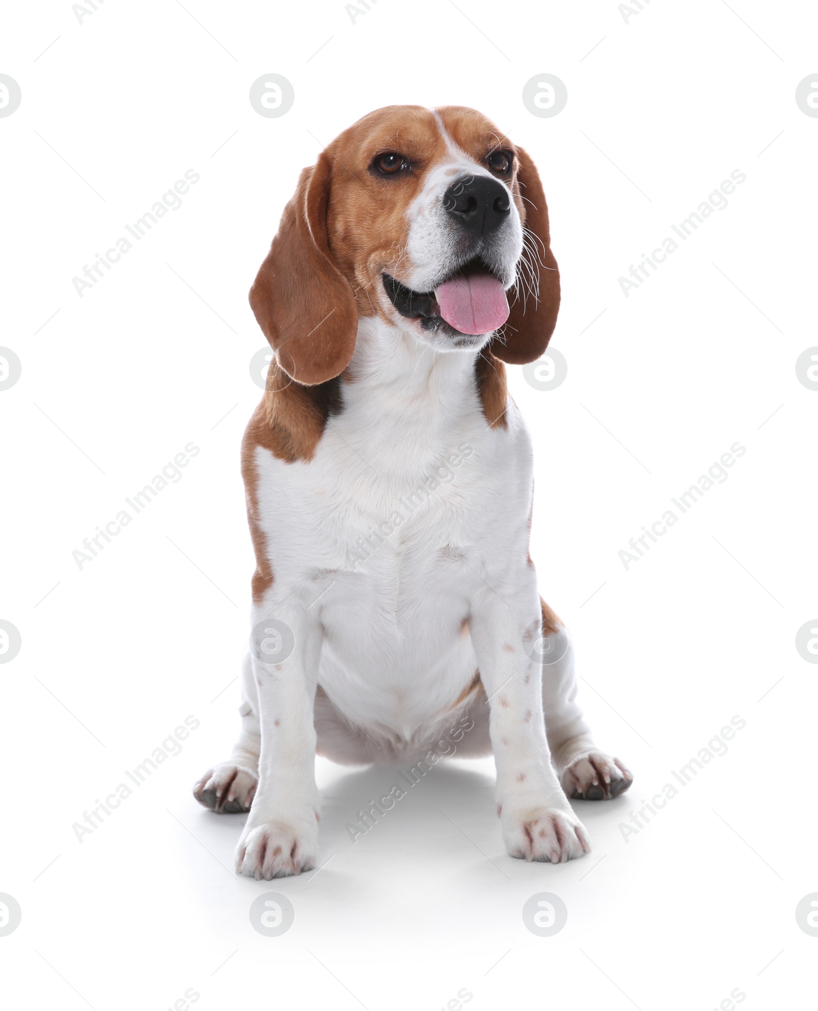 Photo of Beautiful beagle dog on white background. Adorable pet