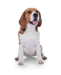 Photo of Beautiful beagle dog on white background. Adorable pet