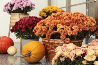 Many beautiful potted chrysanthemum flowers and pumpkins on grey marble floor indoors