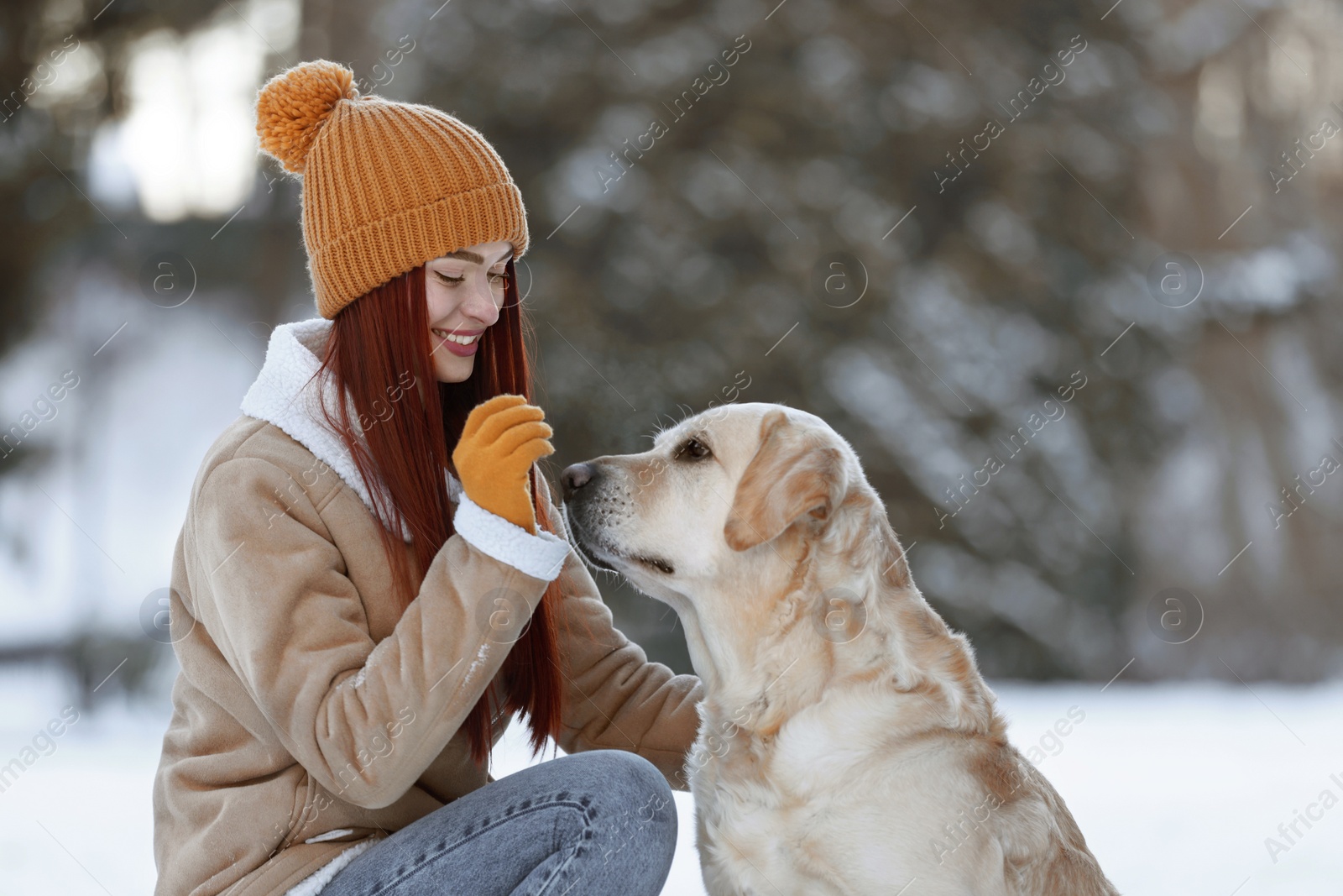 Photo of Beautiful young woman with adorable Labrador Retriever on winter day outdoors