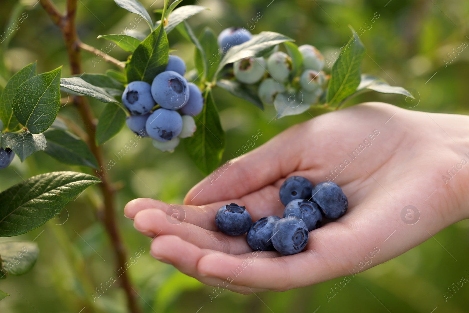 Photo of Woman picking up wild blueberries outdoors, closeup. Seasonal berries