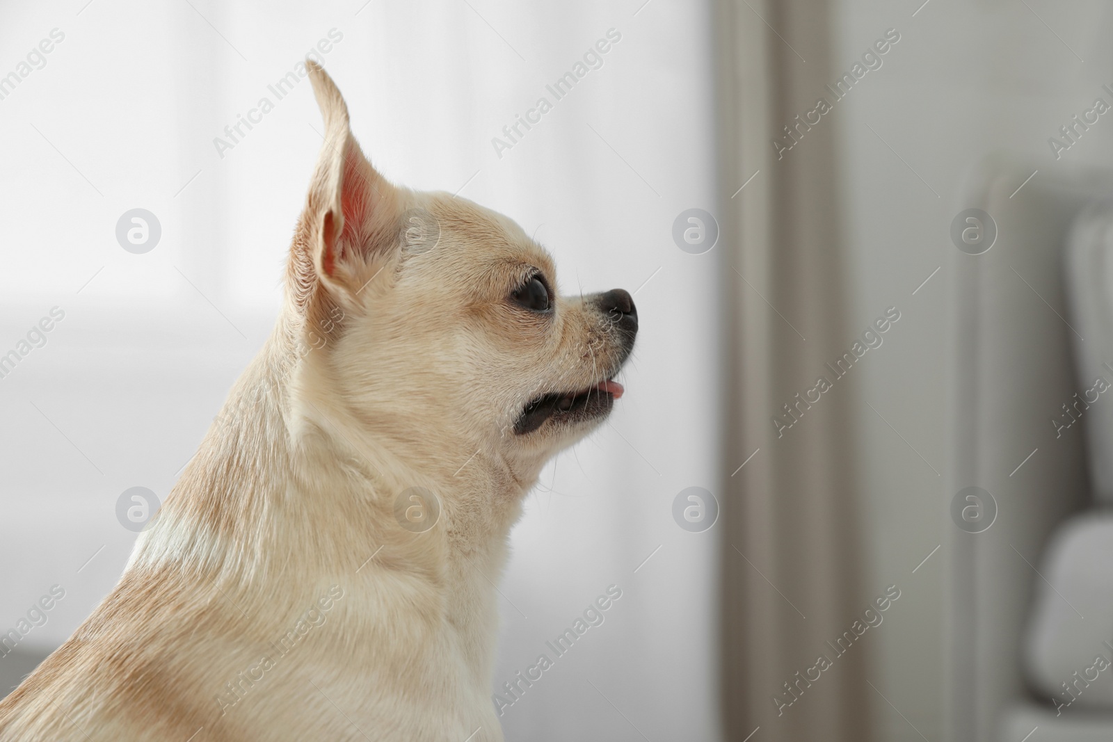 Photo of Adorable Toy Terrier on blurred background. Domestic dog