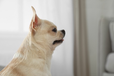 Adorable Toy Terrier on blurred background. Domestic dog