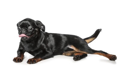 Adorable black Petit Brabancon dog lying on white background