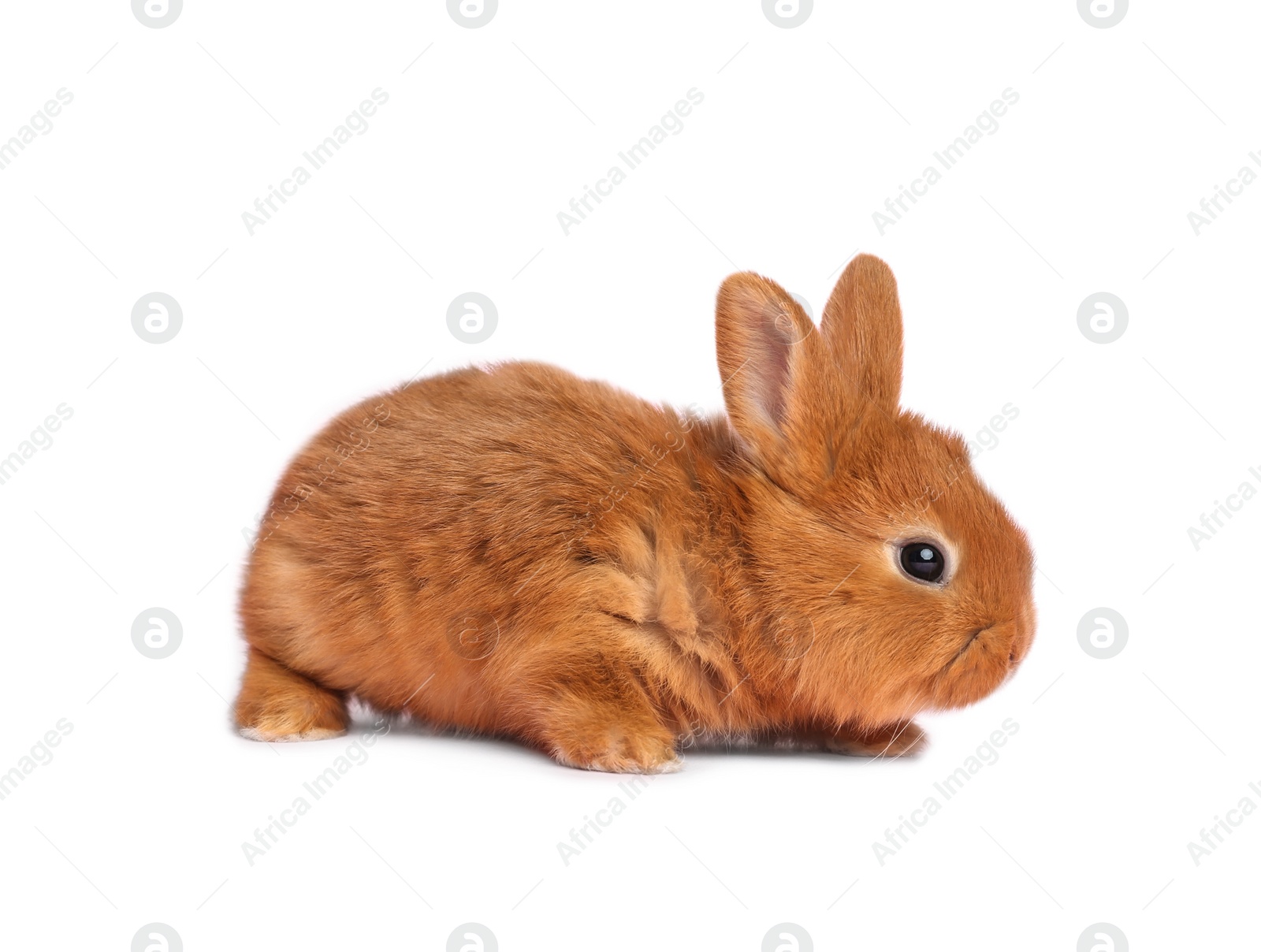 Image of Adorable fluffy Easter bunny on white background