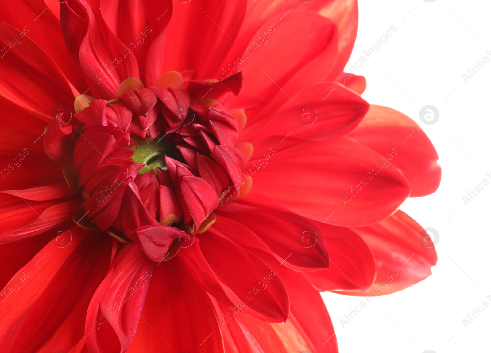 Photo of Beautiful red dahlia flower on white background, closeup