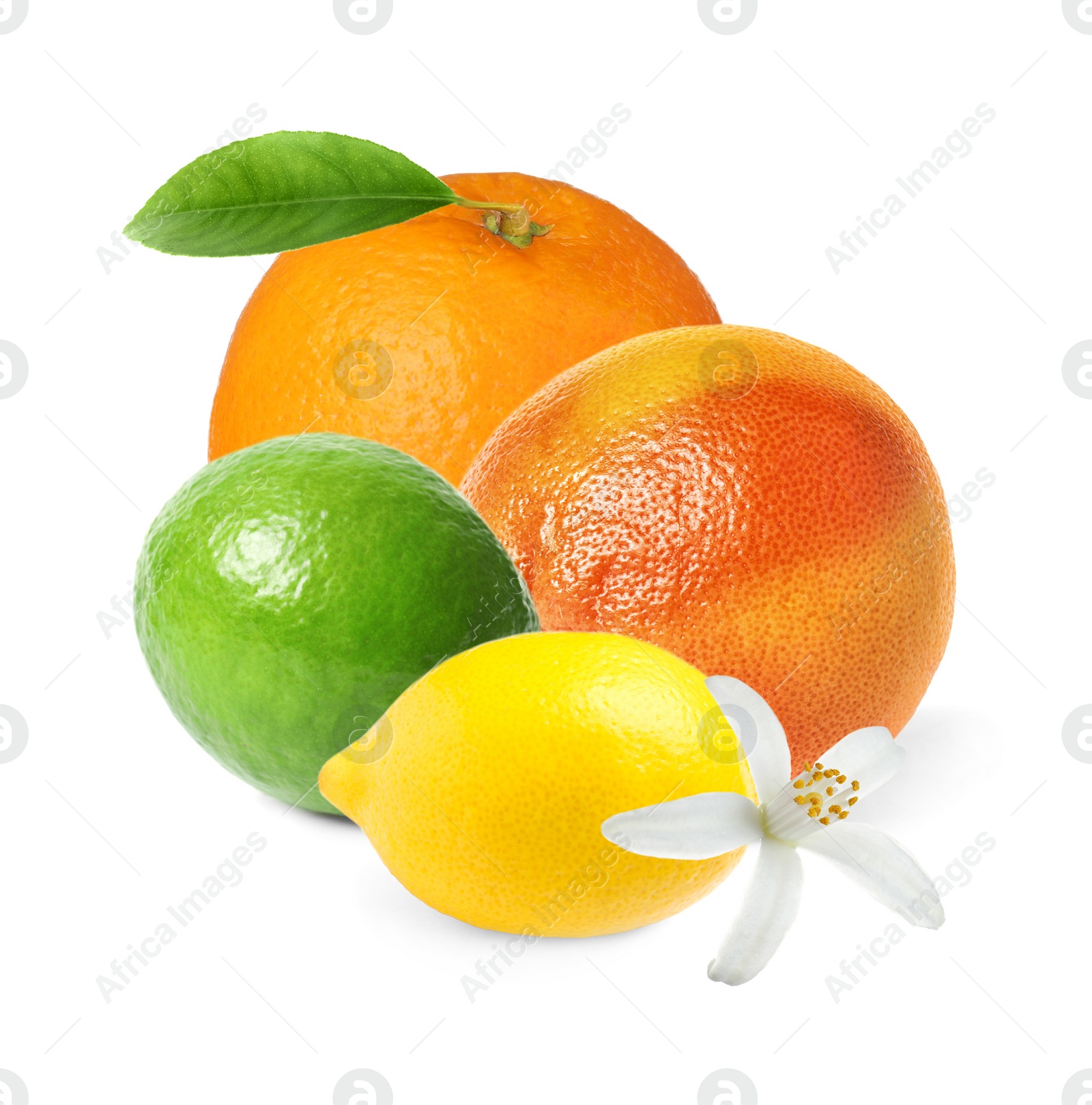 Image of Different citrus fruits with leaves on white background 