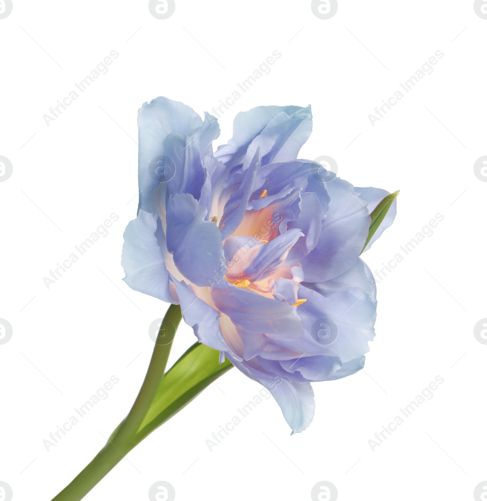 Image of Beautiful light blue tulip isolated on white. Bright flower