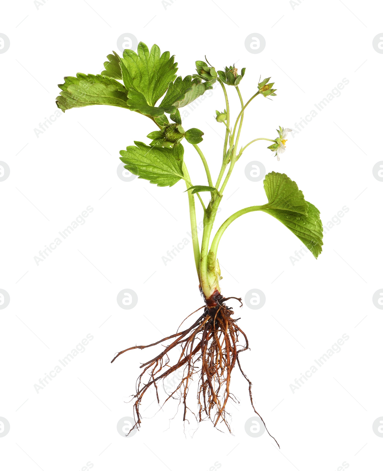 Photo of Strawberry seedling with leaves and flower isolated on white