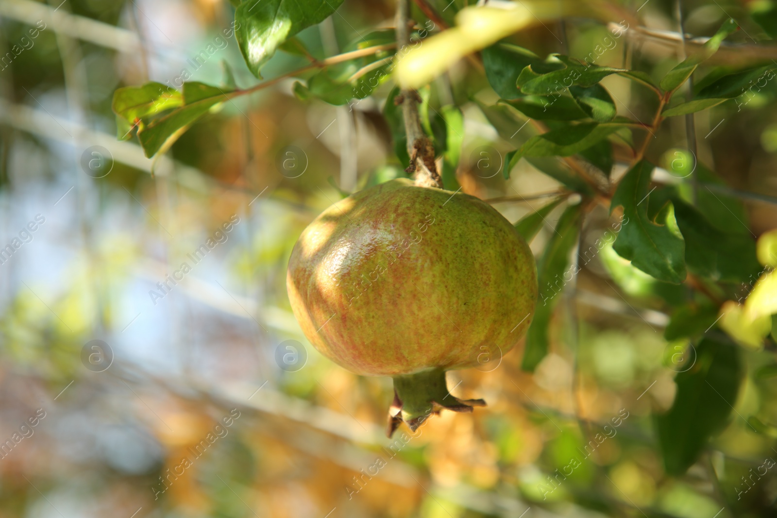 Photo of Unripe pomegranate growing on tree outdoors, closeup