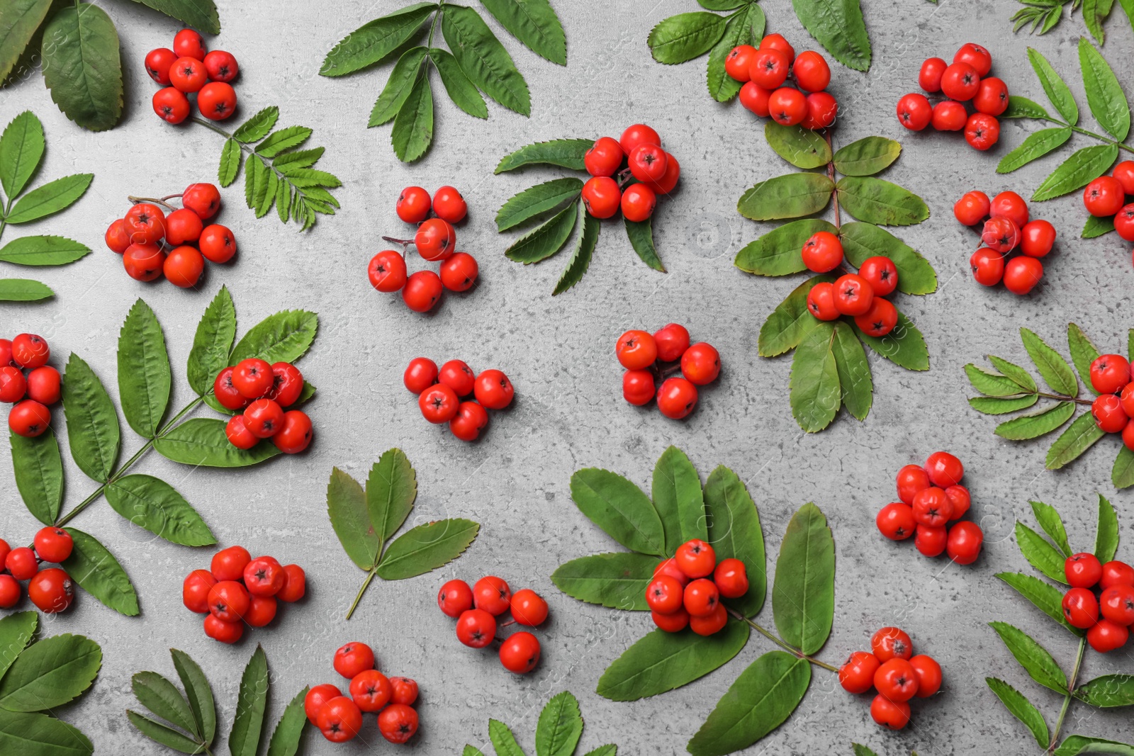 Photo of Fresh ripe rowan berries and green leaves on light grey table, flat lay