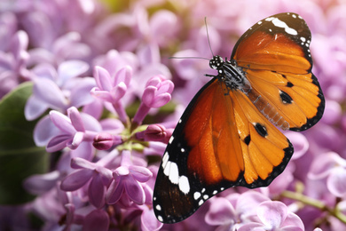 Amazing plain tiger butterfly on lilac flowers, closeup