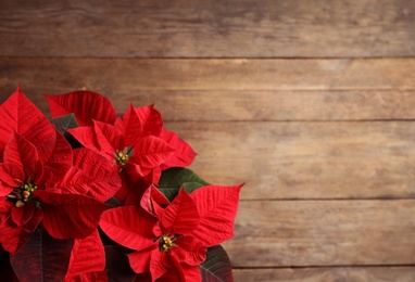 Poinsettia (traditional Christmas flower) on wooden table, top view. Space for text