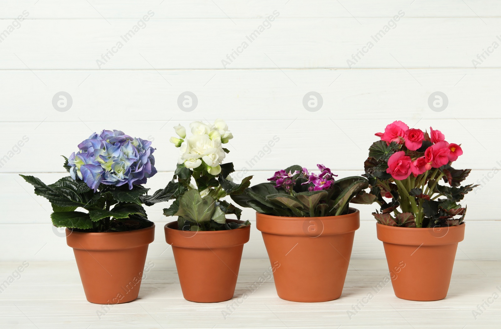 Photo of Different beautiful blooming plants in flower pots on white wooden table