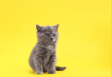 Photo of Cute little grey kitten sitting on yellow background. Space for text