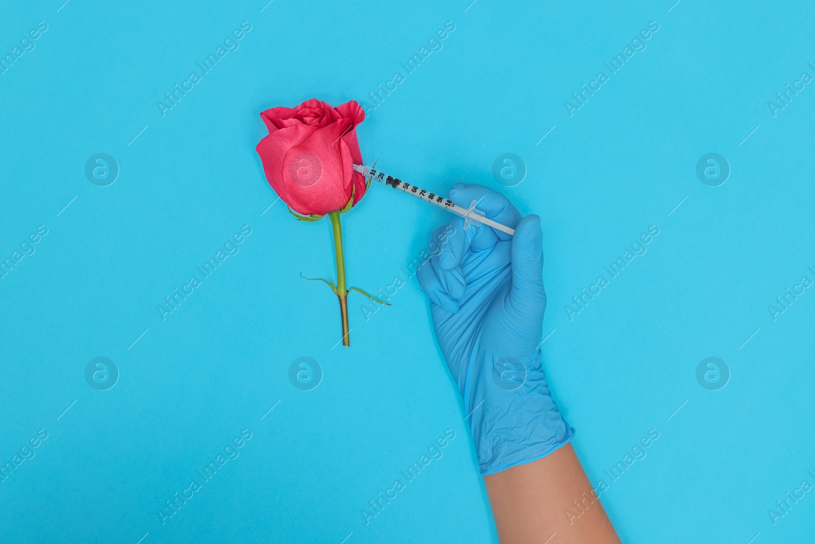 Photo of Doctor making injection to rose on light blue background, top view