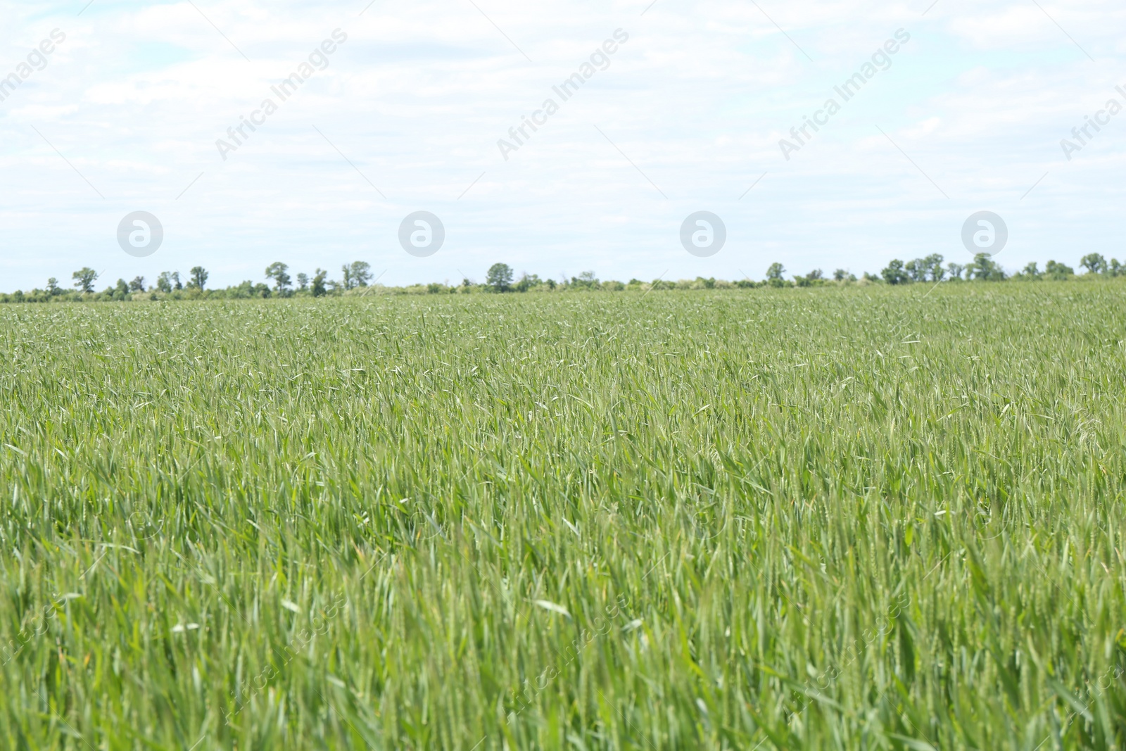 Photo of Beautiful field with ripening crop under blue sky