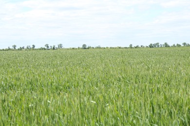 Beautiful field with ripening crop under blue sky