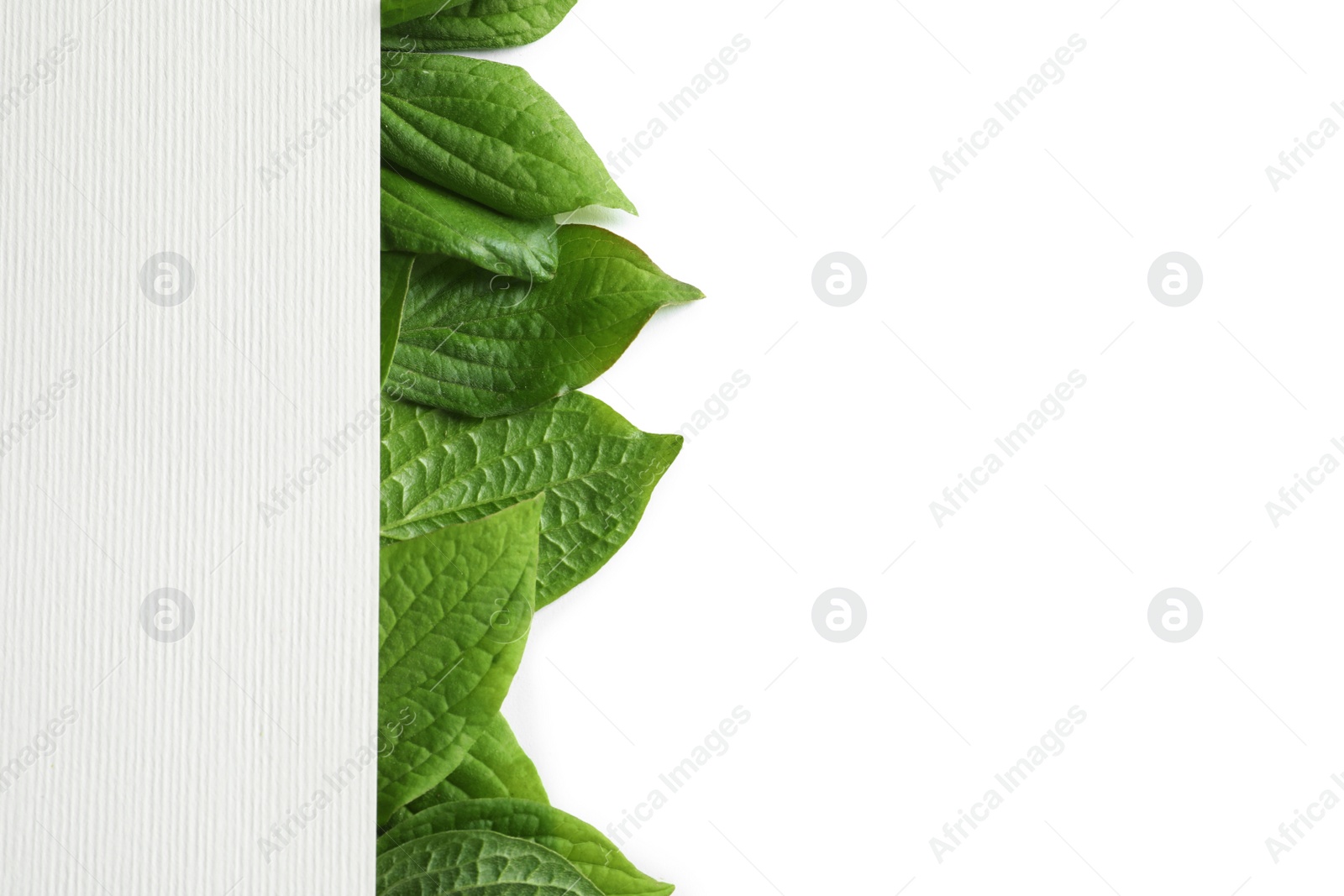 Photo of Blank card with green leaves on white background