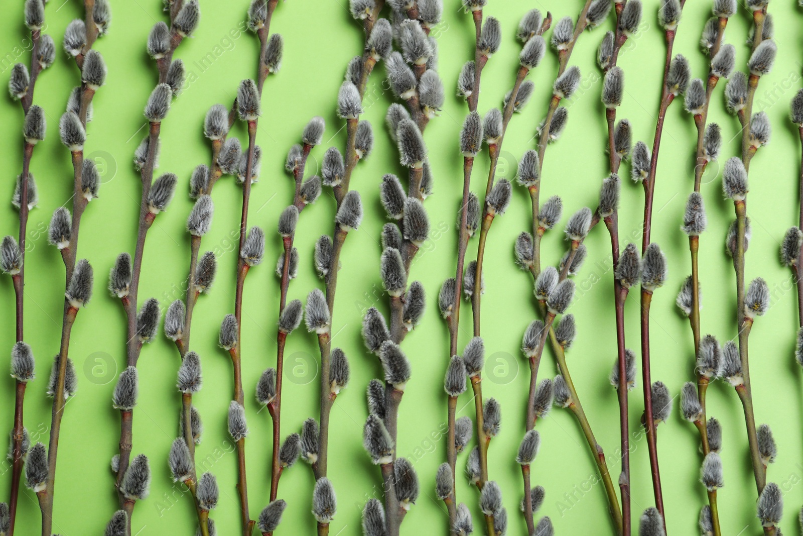 Photo of Beautiful blooming pussy willow branches on green background, flat lay