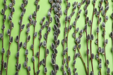 Photo of Beautiful blooming pussy willow branches on green background, flat lay