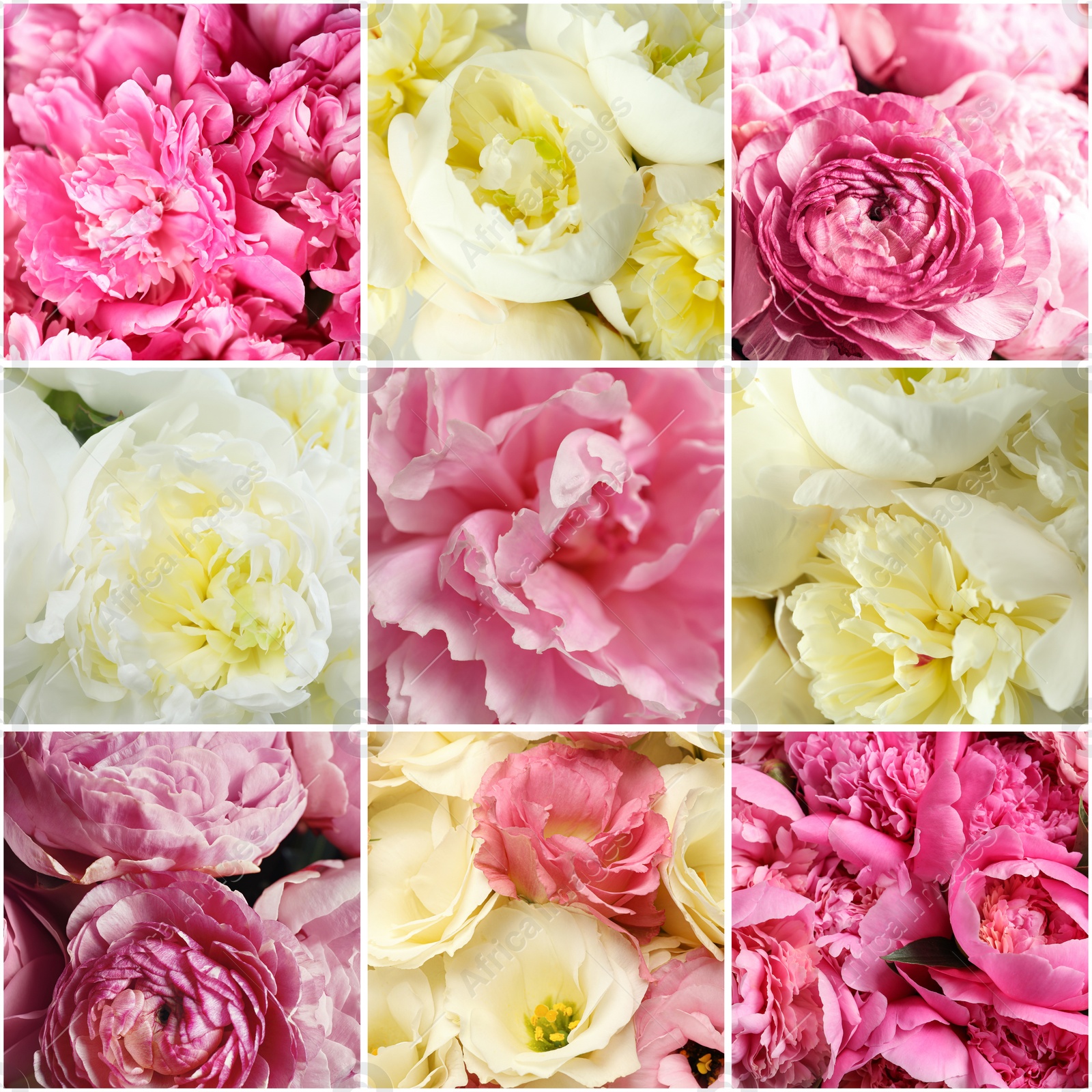 Image of Collage with photos of beautiful fresh flowers 