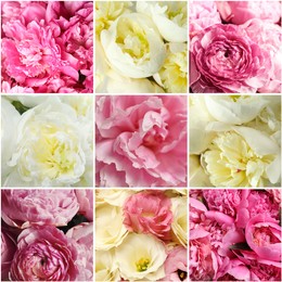 Image of Collage with photos of beautiful fresh flowers 