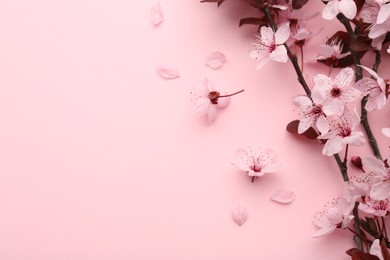 Spring tree branches with beautiful blossoms, flowers and petals on pink background, flat lay. Space for text