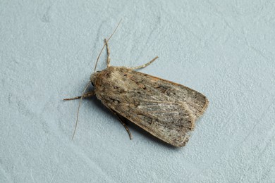 Photo of Paradrina clavipalpis moth on light grey textured background, closeup