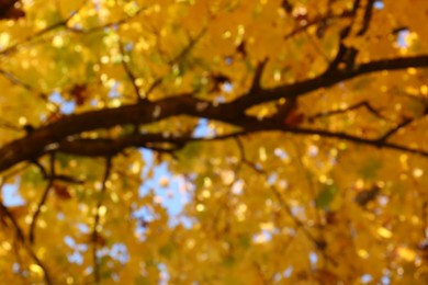 Photo of Blurred view of beautiful tree with golden leaves outdoors. Autumn season