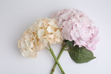 Photo of Beautiful pastel hydrangea flowers on white background, top view