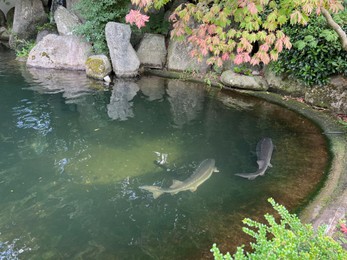 Photo of Beautiful sturgeon fishes swimming in zoological park