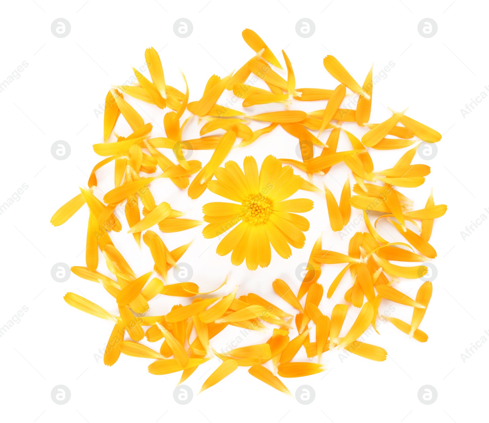 Photo of Beautiful calendula flower and petals on white background, flat lay