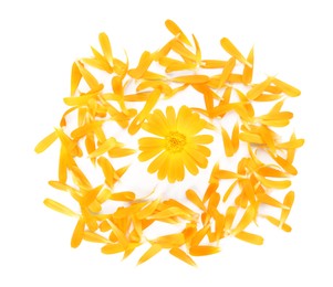 Beautiful calendula flower and petals on white background, flat lay