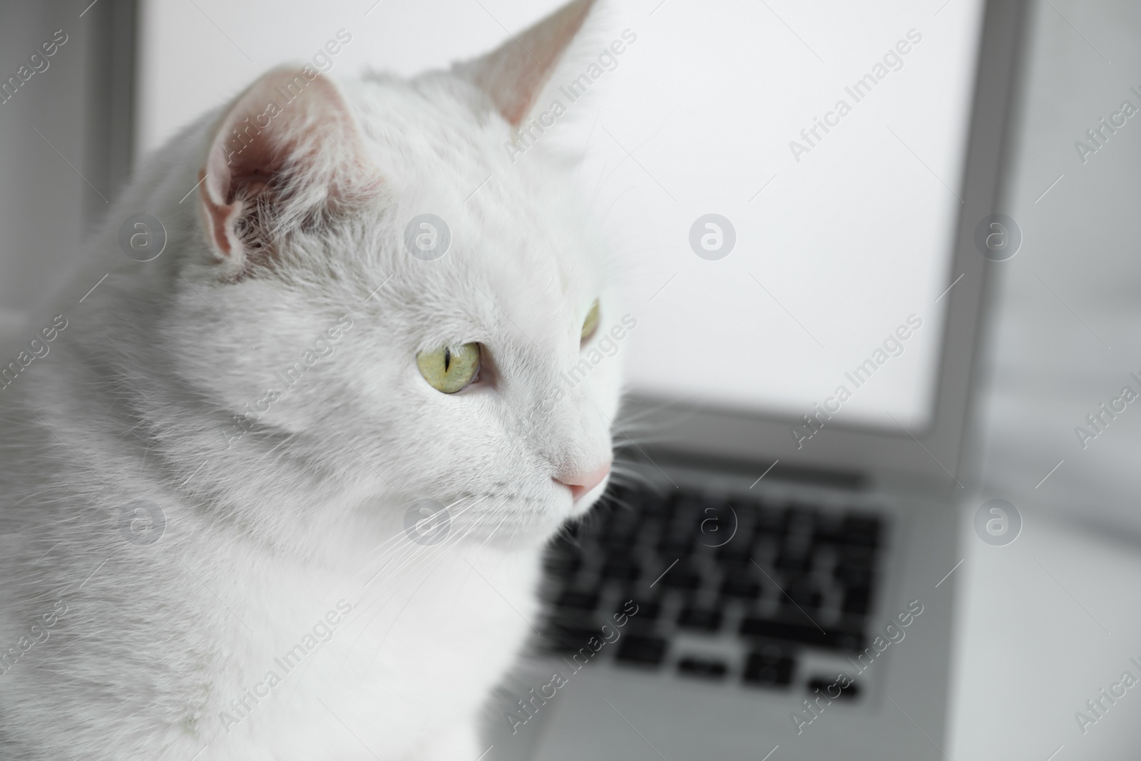 Photo of Adorable white cat near laptop at workplace, closeup