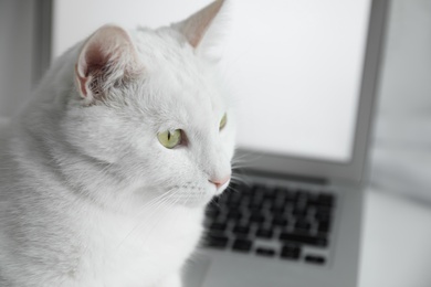 Adorable white cat near laptop at workplace, closeup