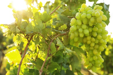 Photo of Delicious ripe grapes in vineyard. Harvest season