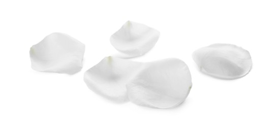 Beautiful rose flower petals on white background