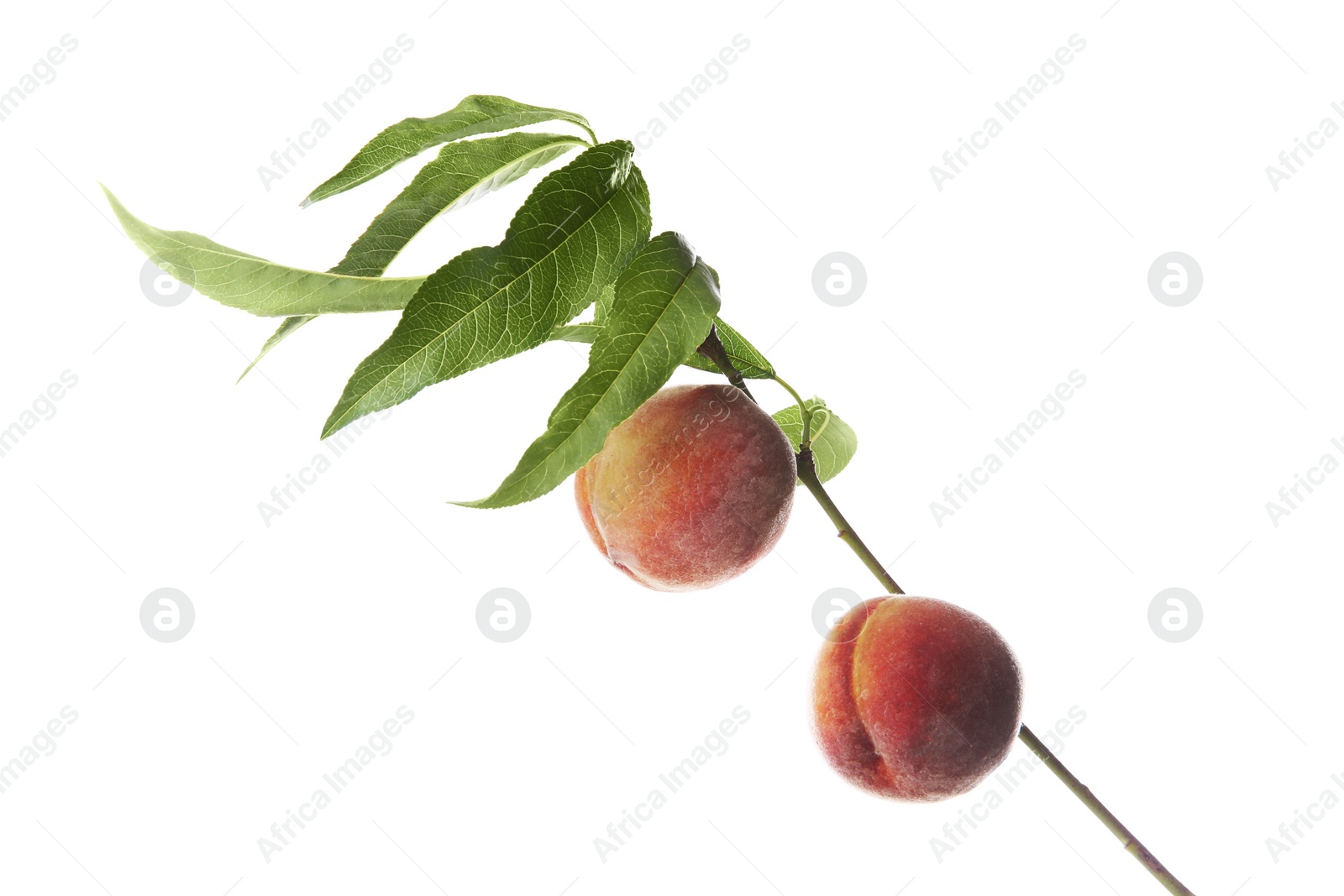 Photo of Tree branch with fresh ripe peaches isolated on white